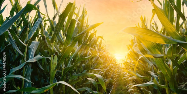 Obraz Maize or corn on agricultural field in sunset with sunshine