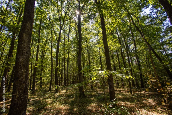 Obraz green forest in summer time