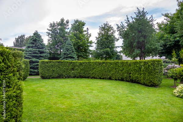 Obraz evergreen curved thuja hedge in a garden of trees with leaves and pine needles and a green lawn spring backyard landscape, nobody.