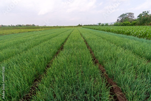 Obraz Bunch of onions with green leaves and white roots on brown soil in the field farm
