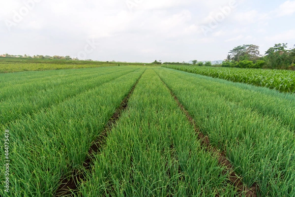 Obraz Bunch of onions with green leaves and white roots on brown soil in the field farm