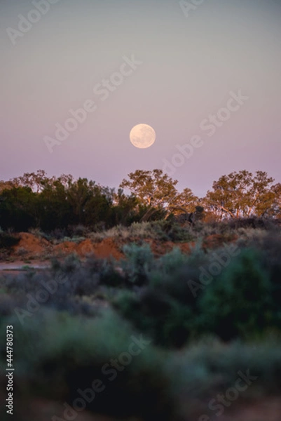 Obraz moon over the woods