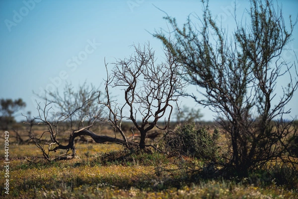 Obraz dead tree in the desert