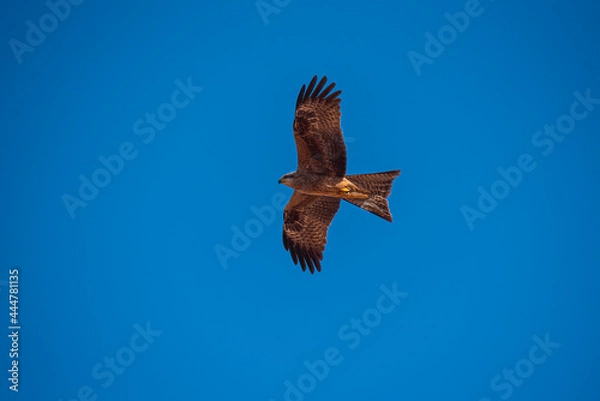 Obraz eagle in flight