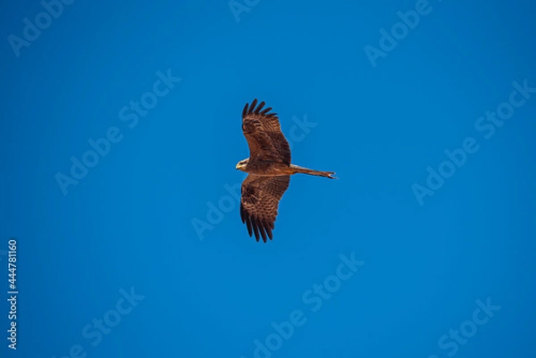 Obraz eagle in the sky