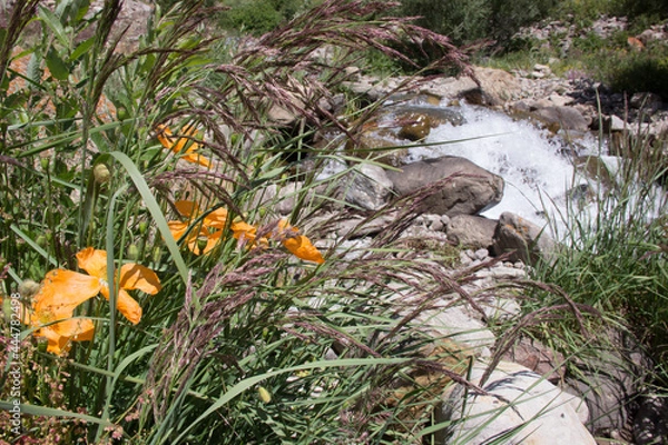 Obraz frog in the grass