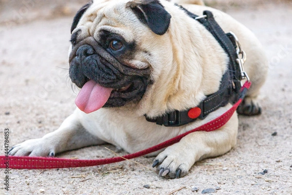 Obraz Cute little pug with a red leash lying on the side of a street.