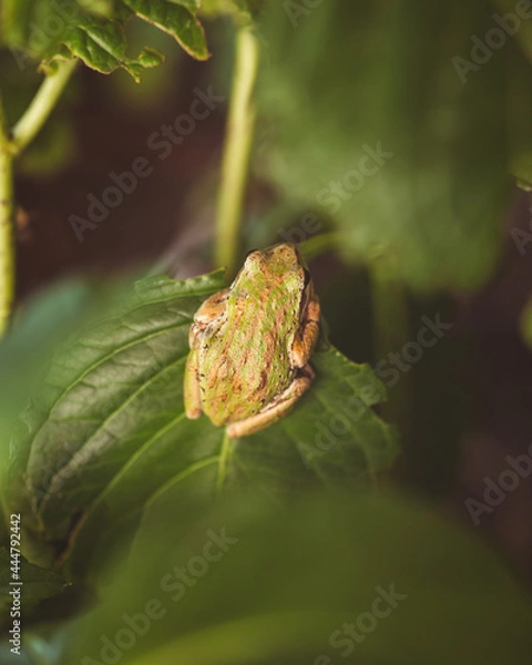 Fototapeta frog on leaf frog back texture 
