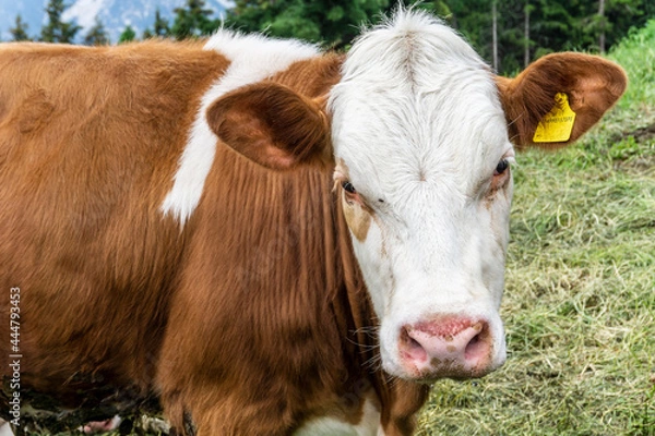 Fototapeta Mucca in posa marrone con macchie bianche