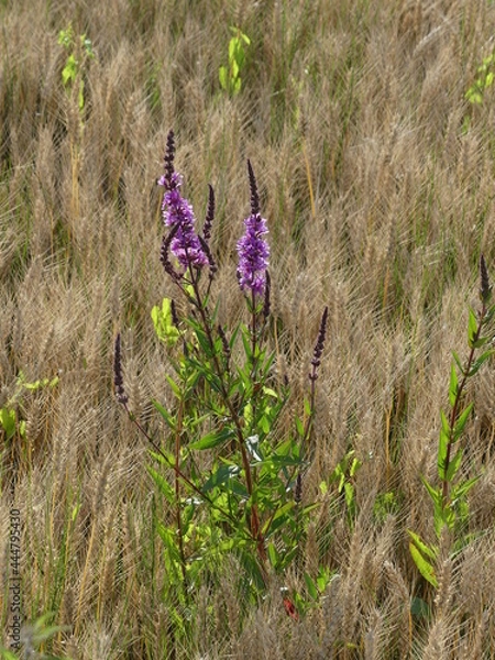 Obraz Salicaire commune