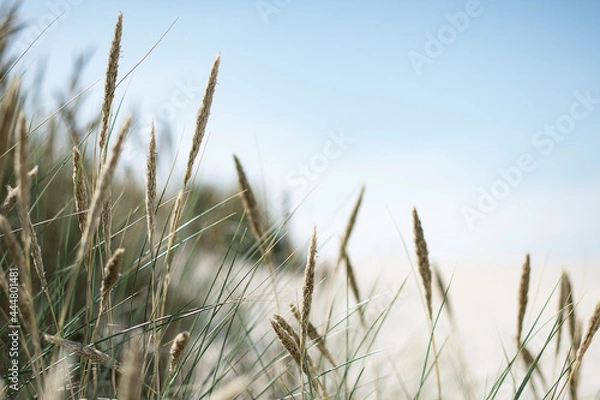 Fototapeta Summer in the sand dunes and at the North Sea in Denmark. Sea, Nordic light, grass, straw and sandunes.