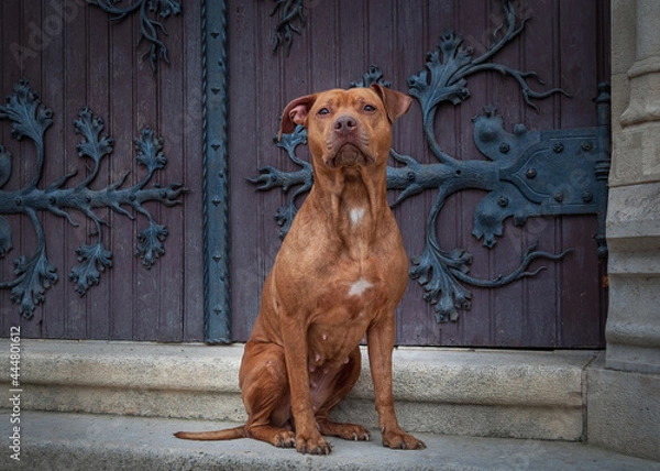 Fototapeta A friendly, loyal and protective Red nose Pitbull in sitting pose. Full body portrait of the great family intelligent, active dog. 