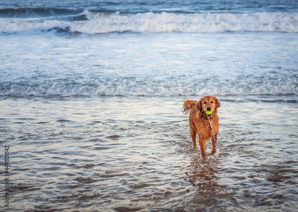 Obraz Golden retriever running and playing in the sea with the yellow tennis ball. A cold winter day at Blyth beach, England. Animal portrait of dog with the waves in the background.