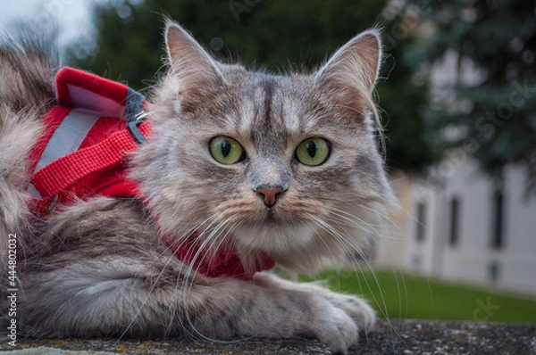 Fototapeta A close up portrait of the Siberian cat sitting on the stone railing.  Cat adjustable red harness and leash set for safe walking, jogging and any other outdoor adventure.