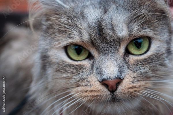 Fototapeta Close up portrait of the intelligent and exceptionally playful Siberian cat. Domestic animal. Profile pic of the adorable pet with large round eyes and cute small nose. Selective focus.