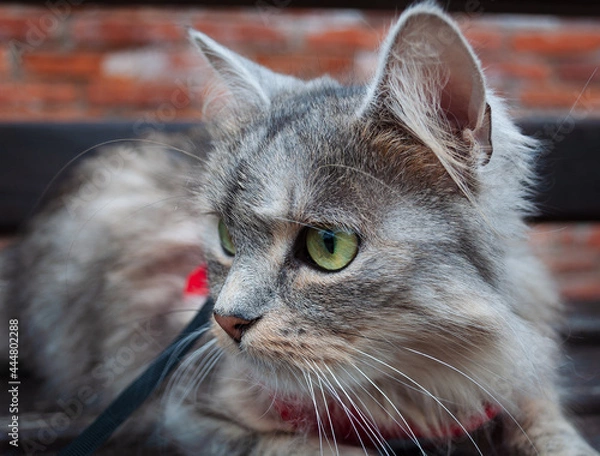 Fototapeta A close up portrait of the Siberian cat sitting on the bench wearing adjustable red harness and leash set for safe walking, jogging and any other outdoor adventure. Selective focus.
