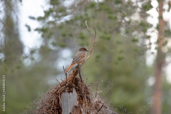 Fototapeta Siberian Jay in Fulufjället nationalpark Zweden.