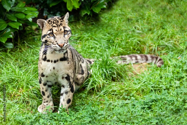 Fototapeta Clouded Leopard Stitting on Grass Pensive
