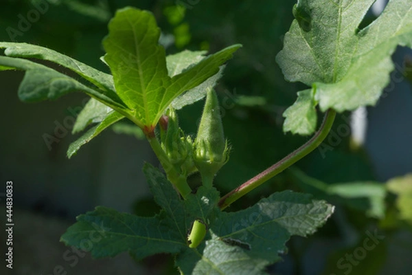 Fototapeta okra bud