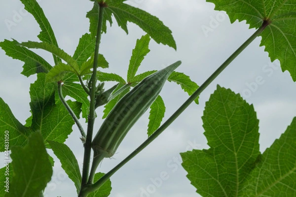 Fototapeta fruiting okra 