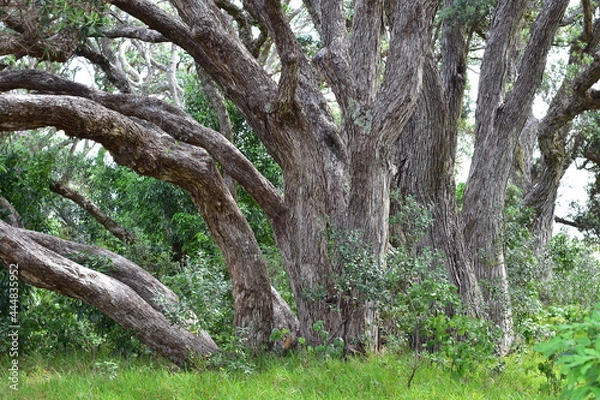 Fototapeta Strong curved trunks of native Pohutukawa trees growing from one place.