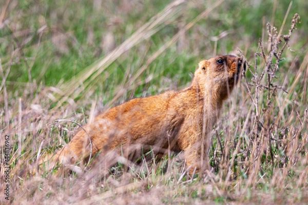 Fototapeta Gopher portrait in grass in spring