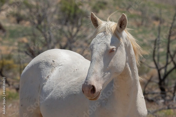 Obraz Utah Wild Horses