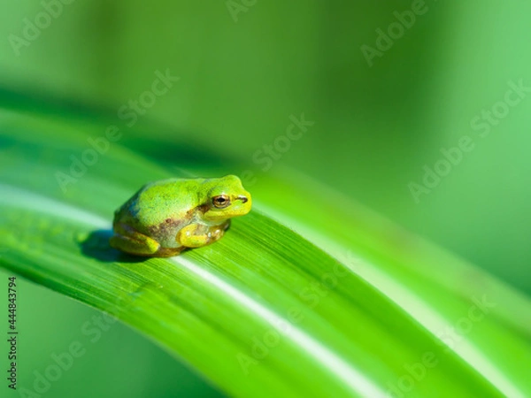 Fototapeta アマガエル