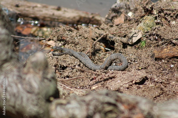Obraz Water Snake