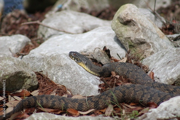 Fototapeta Diamondback Water Snake