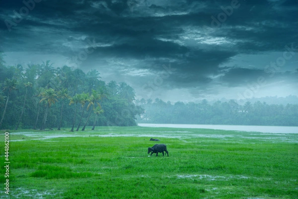 Obraz Landscape photography - Monsoon rain in Kerala India, Beautiful image of rain, Buffaloes eating grass when it is raining heavy.
