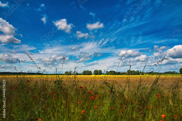 Obraz Kornfeld im Rheinland