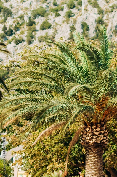Fototapeta Palm trees on a background of mountains
