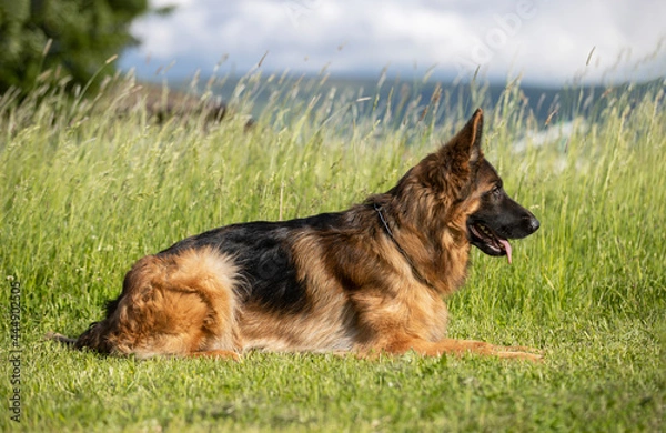 Fototapeta beaufitul german shepsherd portrait with cute eyes and tongue out lynig on grass during obedience lesson