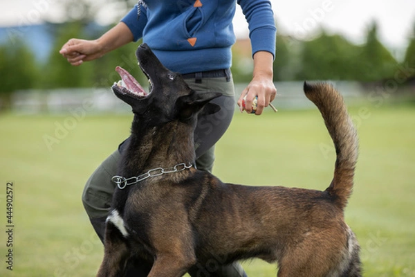 Fototapeta nice belgian malinois is working during obedience lesson 