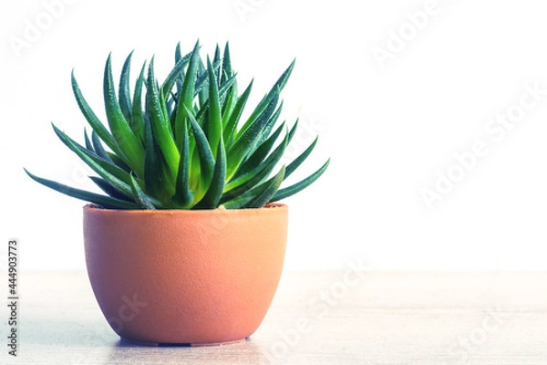 Obraz Succulent haworthia fasciata in pot. Stylish and simple plants for interior modern desk.