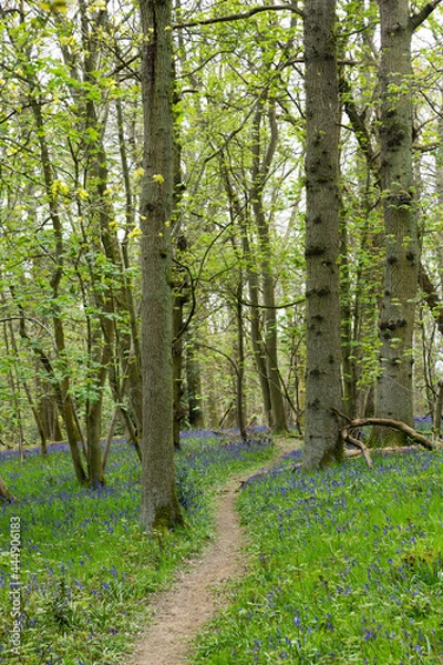 Obraz Path in the woods