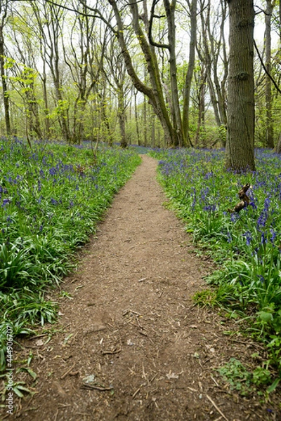 Obraz Down the path in the woods