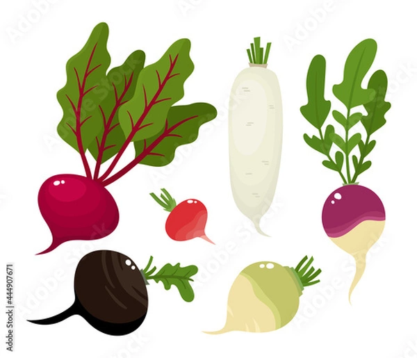 Obraz Bright vector collection of vegetable roots isolated on white.