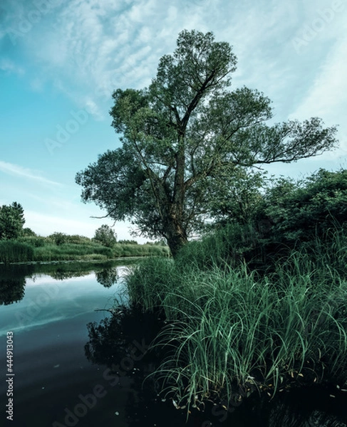 Obraz tree on the river
