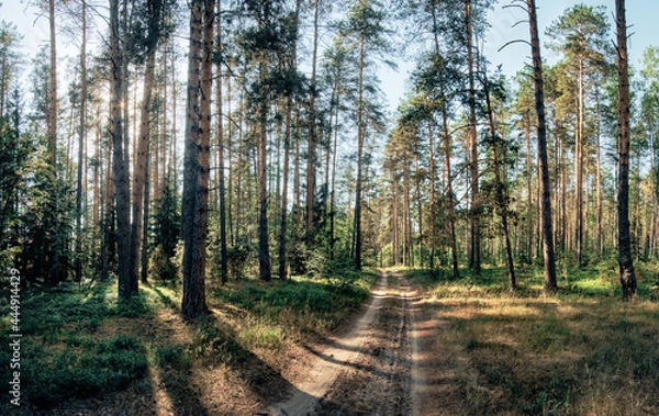 Obraz path in the forest