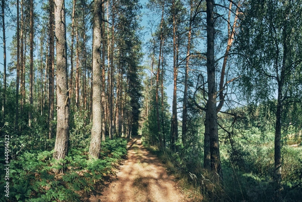 Obraz path in the forest