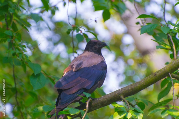Obraz Grey crow on a branch