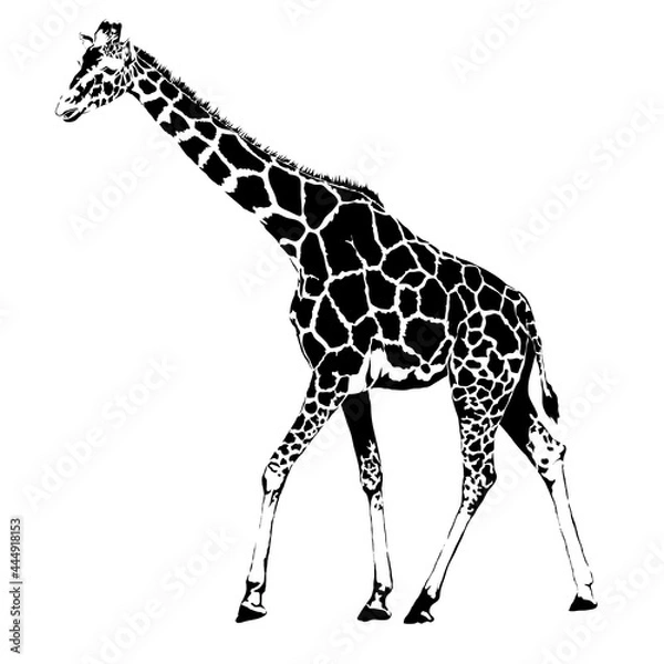 Fototapeta キリン