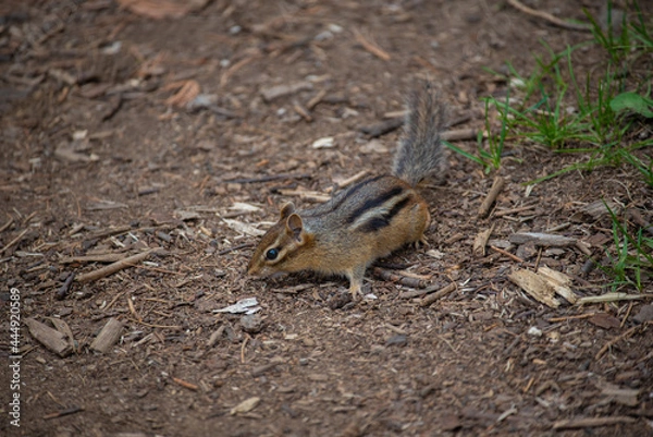 Obraz Squirrel eating