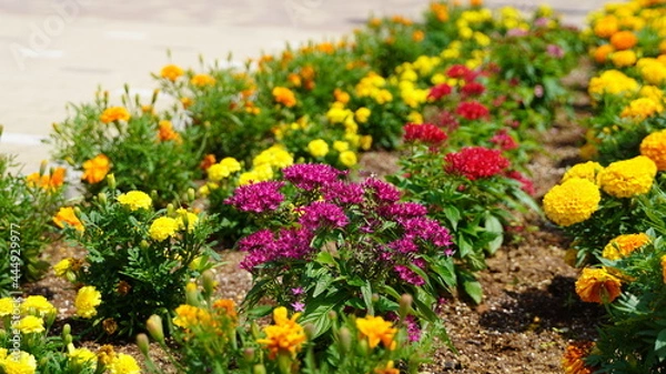 Obraz 公園に咲く花