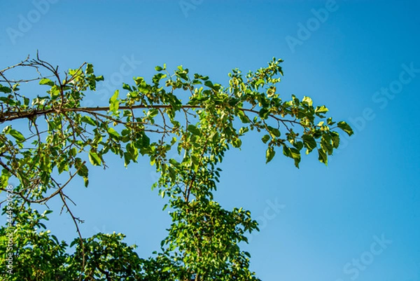 Fototapeta Фруктовая ветка