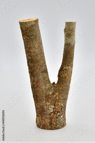 Fototapeta 止まり木
