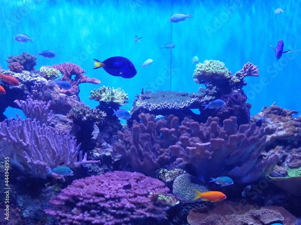 Fototapeta Aquarium