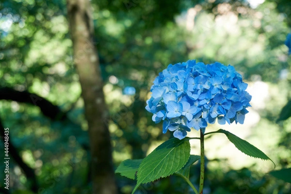Obraz 鎌倉の寺院に梅雨の時期に咲いているきれいなアジサイ